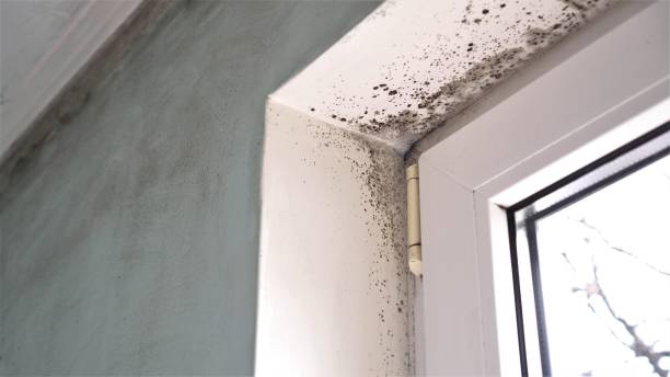 Best Crawl Space Mold Removal  in Carlinvle, IL
