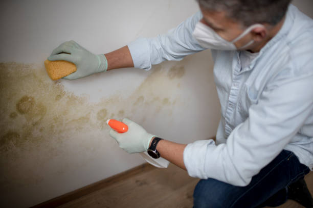 Best Mold Removal Company Near Me  in Carlinvle, IL
