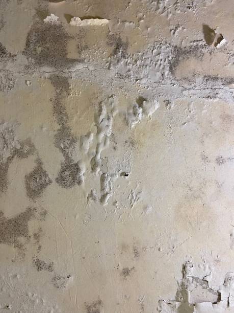 Trusted Carlinville, IL Mold Removal Experts