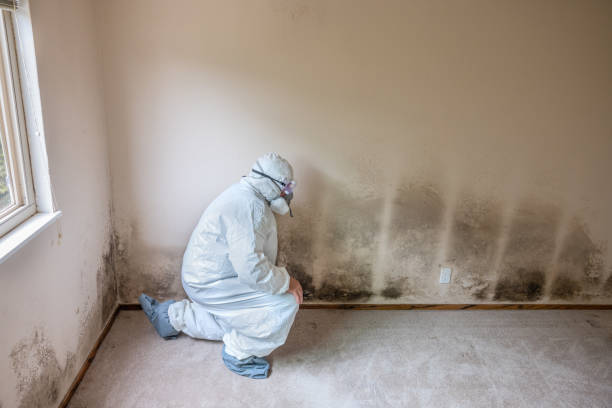 Mold Removal Process in Carlinville, IL