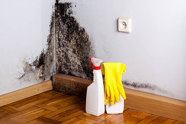 Best Mold Testing  in Carlinvle, IL