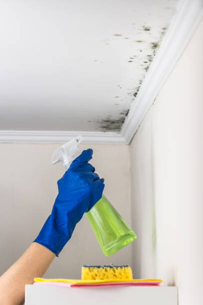 Best Mold Testing  in Carlinvle, IL