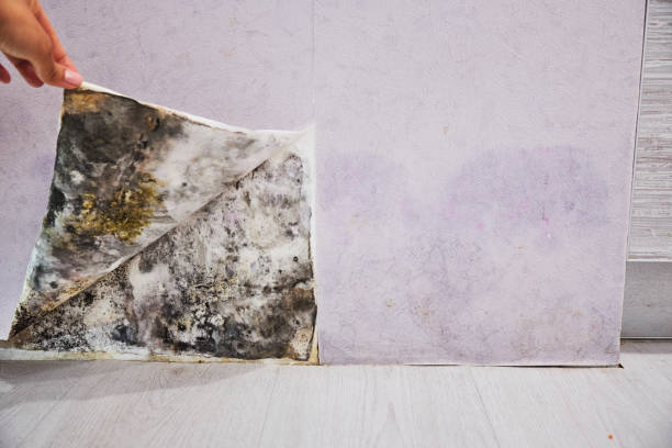 Best Emergency Mold Removal  in Carlinvle, IL